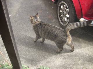 ��������ǭ