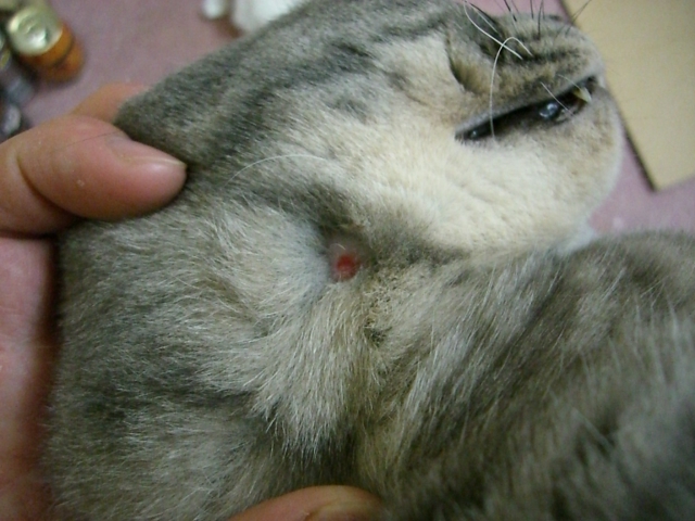 猫 ネコ も背中から落ちる ネコのかさぶた