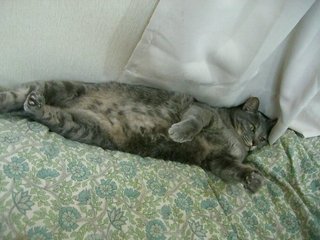 ネコ 猫ベッド