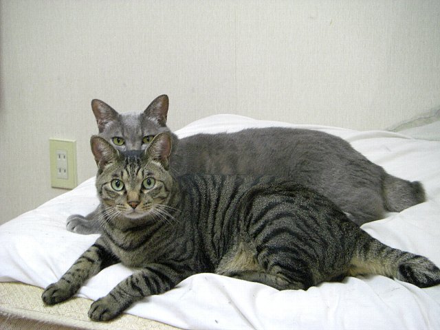 猫 ネコ も背中から落ちる ネコ