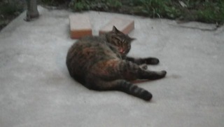 �͸��Τ�ͥ�