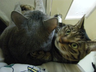 ���֥�ǭ���ä�