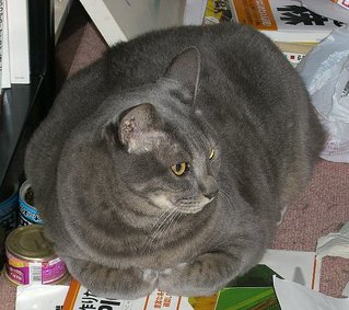 �Ǥ��ͤ���