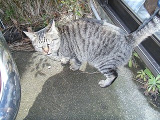 お隣猫さんせがむ