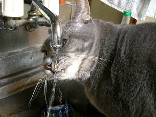 猫（ネコ）と水のみ