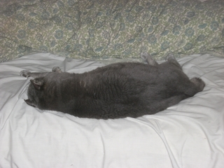 ������ǭ