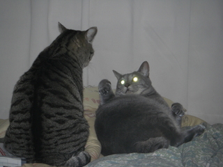 ǭ�θ�����