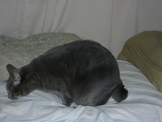 �٥åɤξ��ǭ�ʥͥ��ˣ�