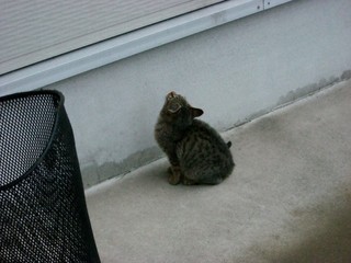 ��ǭ�ʥͥ��ˣ�