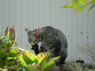 �ͥ������ӤŤ�����