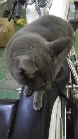 �Х����ȥͥ�