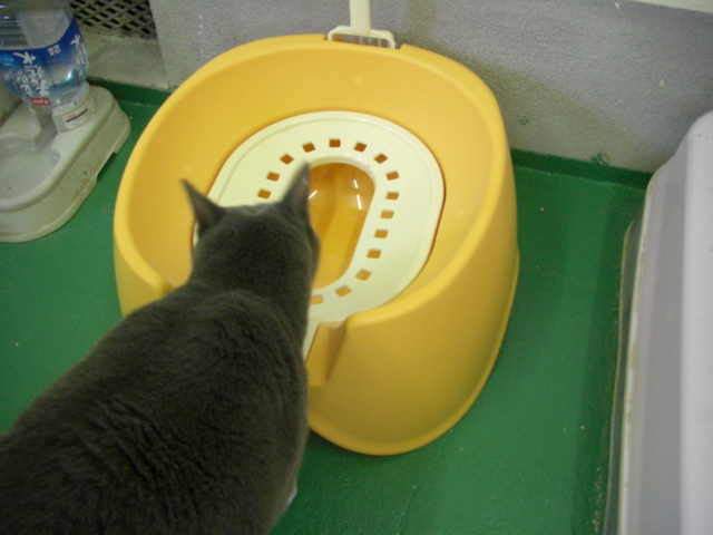 猫 ネコ も背中から落ちる 猫トイレモニター応募