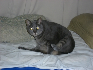 �٥åɤξ��ǭ�ʥͥ���