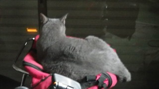 ǭ���������