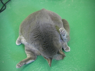 ǭӤŤ