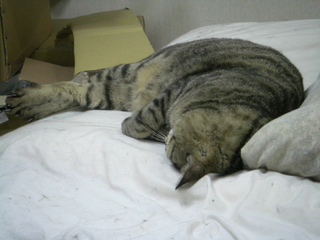 熟睡猫