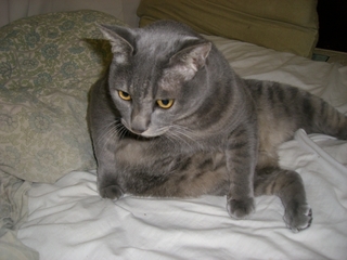 �٥åɤξ��ǭ�ʥͥ��ˣ�