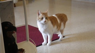 動物病院の猫さん