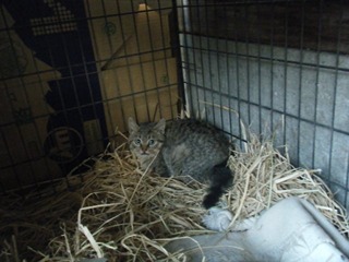 子猫ちゃんと犬小屋