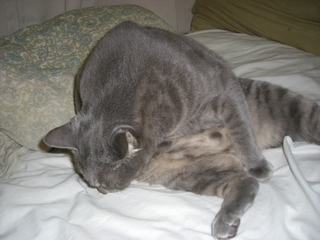 ǭ�ʥͥ��ˤˤ����򤫤�