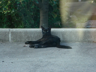 会社の黒猫さん