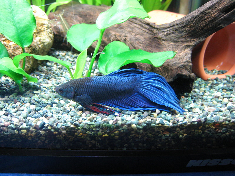 40cm水槽 レイアウト変更 熱帯魚とねこと