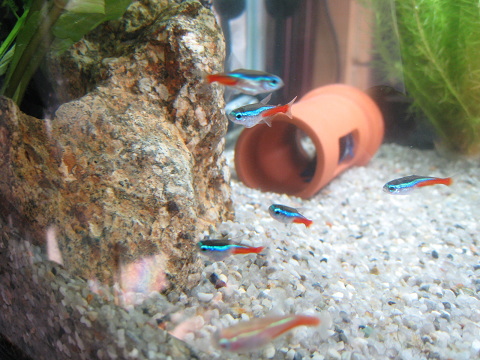 ベタが土管に 熱帯魚とねこと