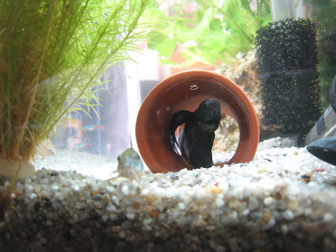 ベタが土管に 熱帯魚とねこと