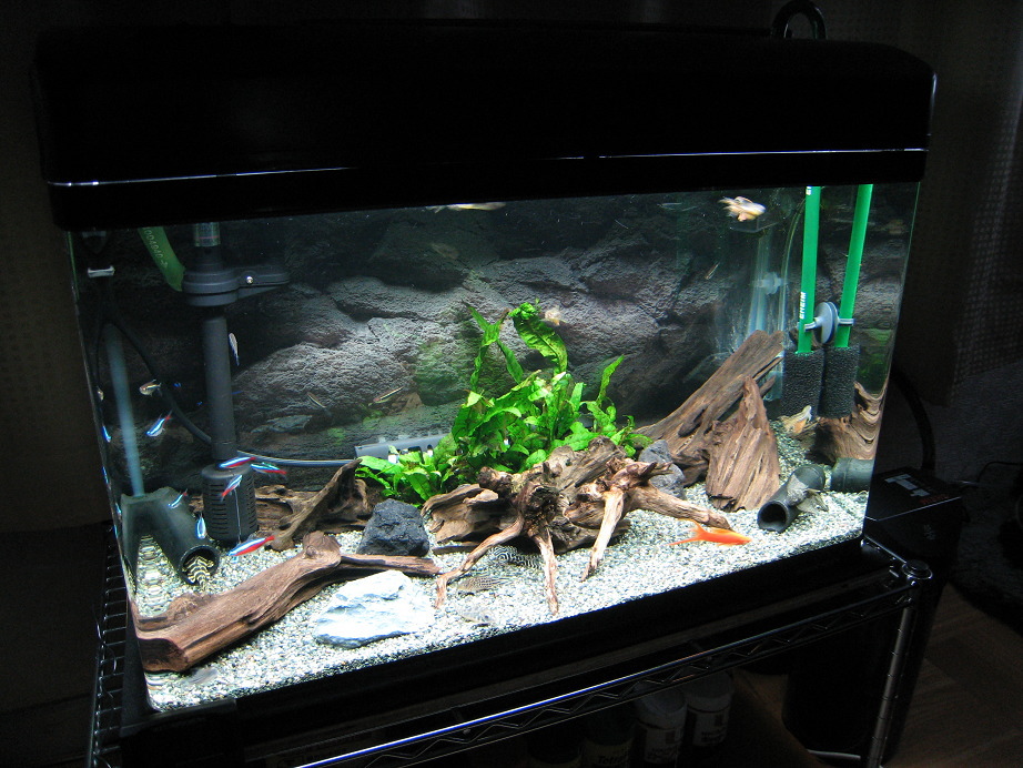 底面フィルター レッドビーシュリンプ 60 Nbb 011 ニッソー 底面ろ過 新バイオフィルター 出群 底面ろ過