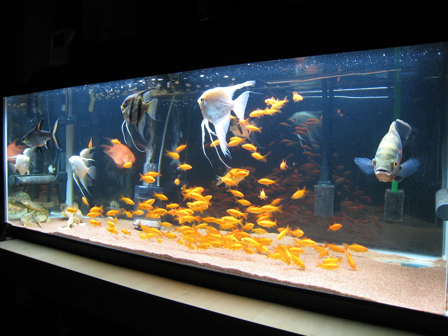 1cm水槽 熱帯魚とねこと 1cm水槽 熱帯魚とねこと