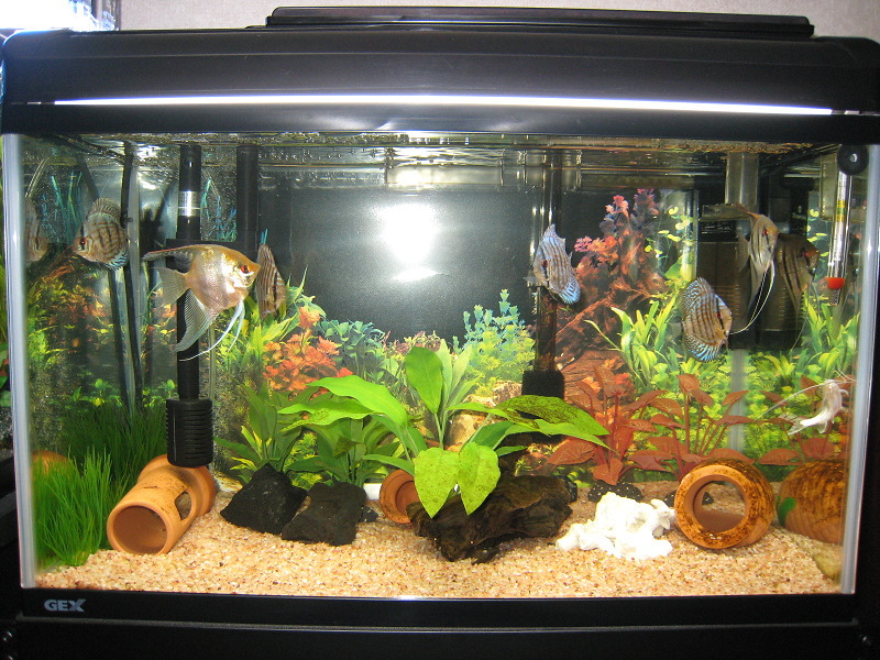 熱帯魚とねこと 熱帯魚 Livedoor Blog ブログ