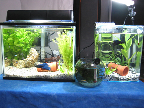 水槽レイアウト 熱帯魚とねこと 水槽レイアウト 熱帯魚とねこと
