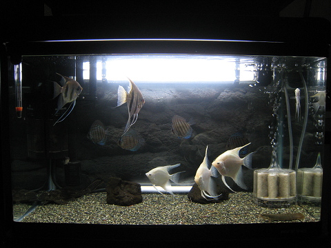 3つの60cm水槽 熱帯魚とねこと