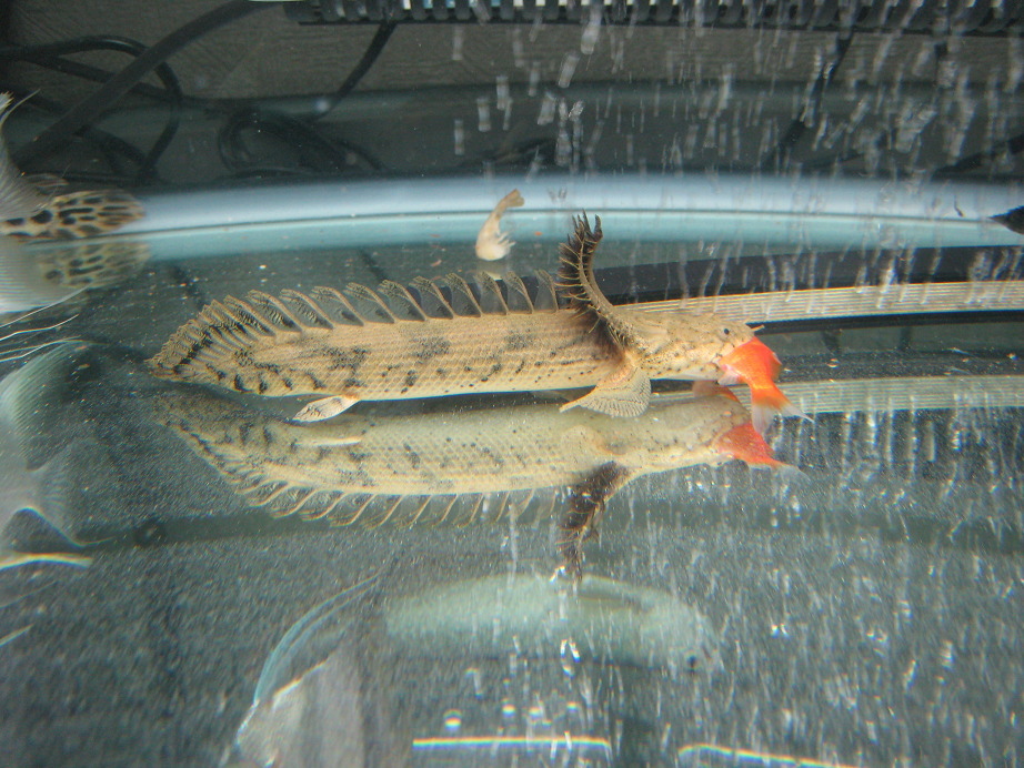 小赤 熱帯魚とねこと