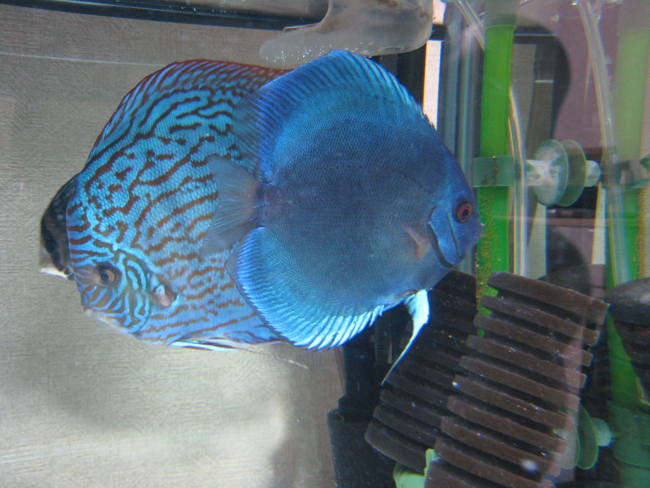 ディスカス ペア おまけ付き