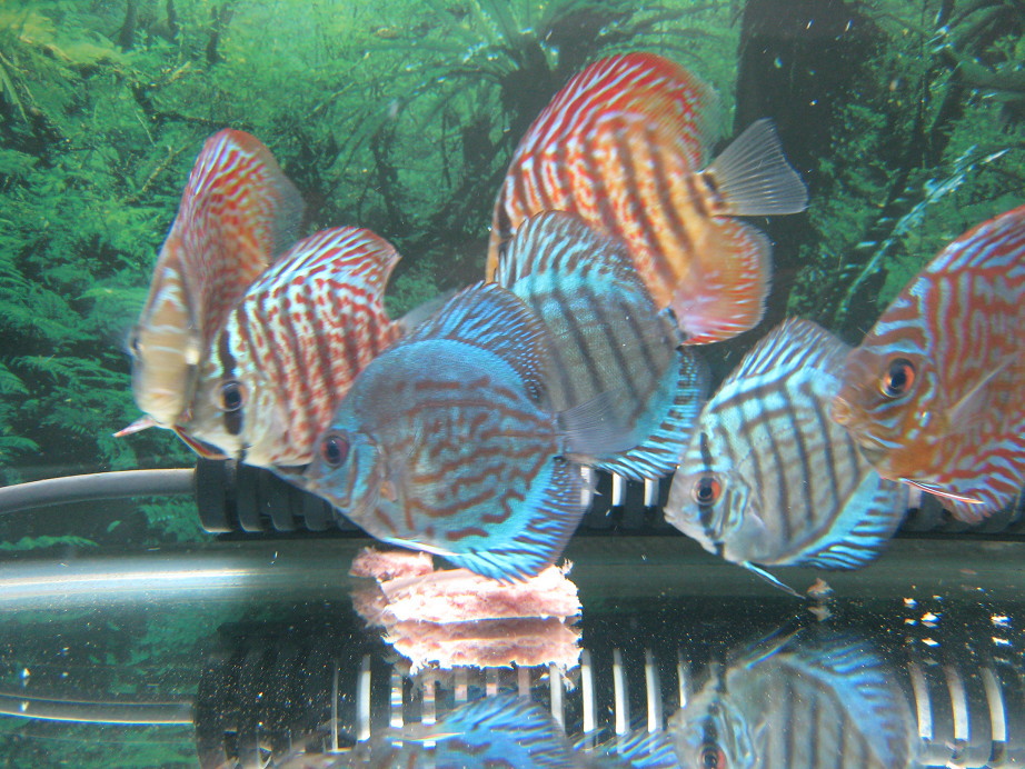 60cm水槽 ディスカス 熱帯魚とねこと 60cm水槽 ディスカス 熱帯魚とねこと