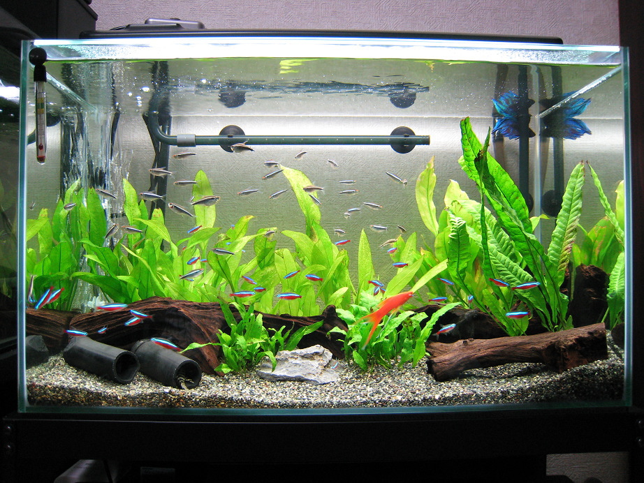 60cm水槽 プレコ カージナル等 熱帯魚とねこと