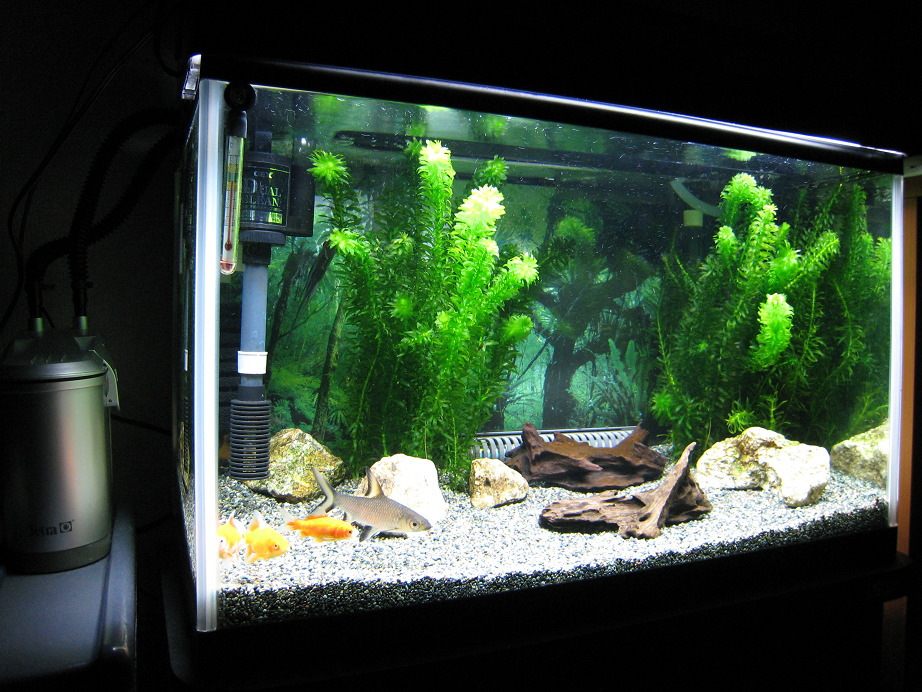 60cm 金魚水槽 熱帯魚とねこと