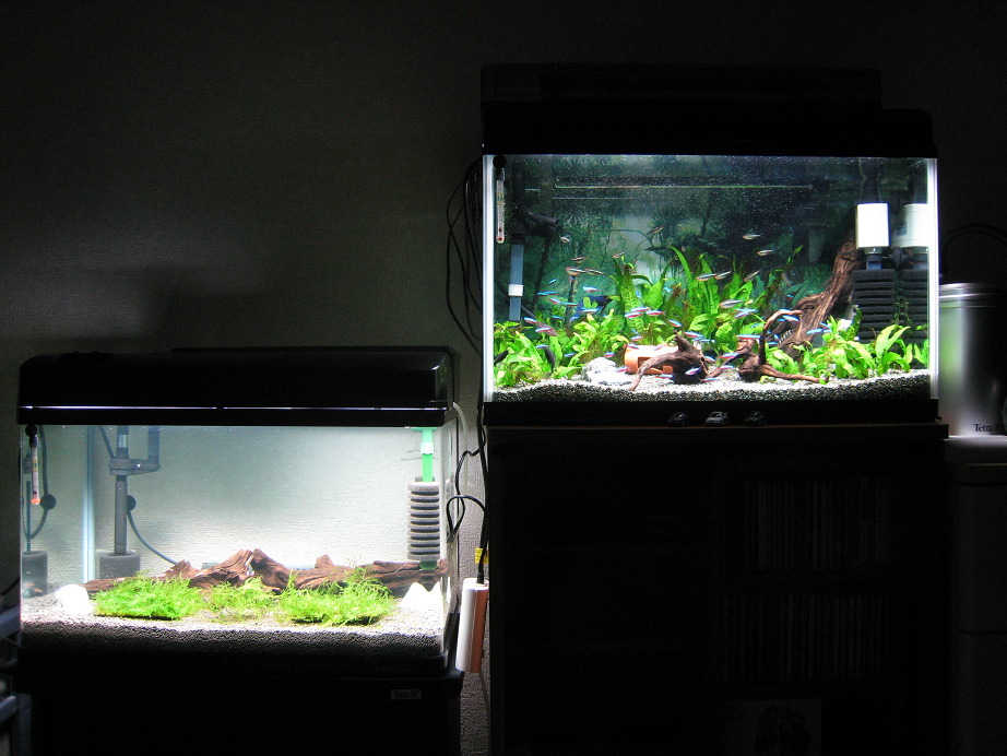 熱帯魚とねこと 熱帯魚 Livedoor Blog ブログ 熱帯魚とねこと 熱帯魚 Livedoor Blog ブログ