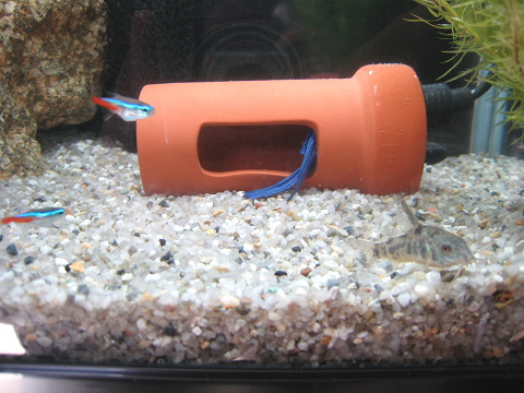 ベタが土管に 熱帯魚とねこと
