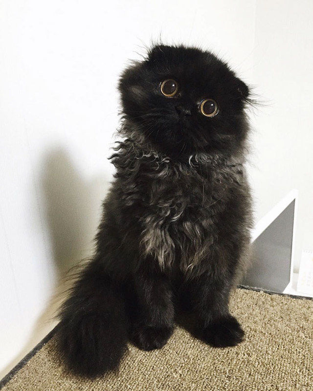 速報 まっくろくろすけ みたいな猫が発見される ネコ大好き