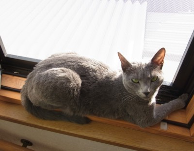 「猫だらけ」
