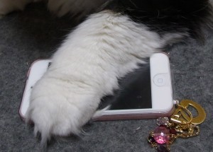「猫だらけ」
