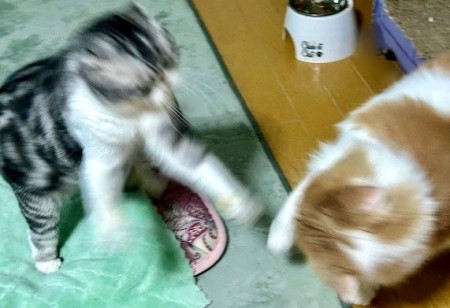 thumbnail_IMG_5245 (1)