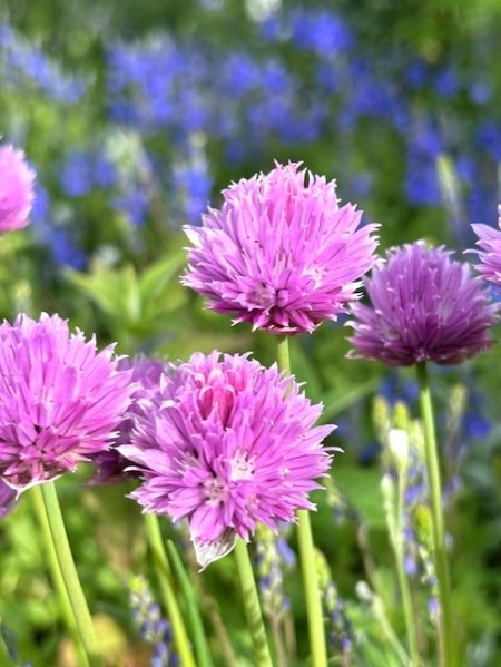 thumbnail_IMG_1240 (2)