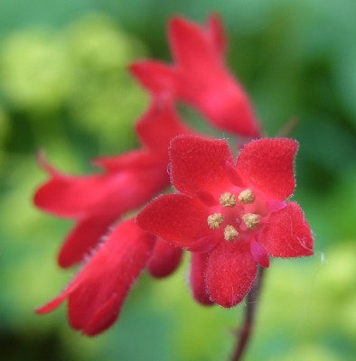 花カレンダー２３
