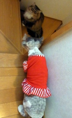 「猫だらけ」
