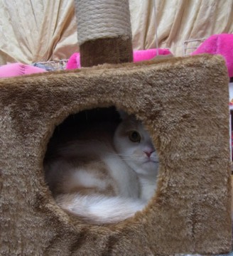 「猫だらけ」