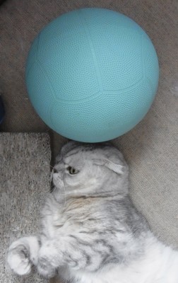 「猫だらけ」