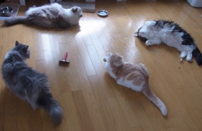 「猫だらけ」